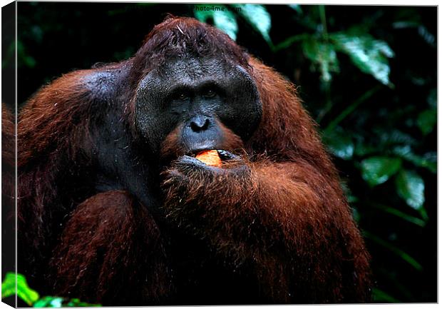  LargeMale Orangutan KNown as George Canvas Print by Carole-Anne Fooks