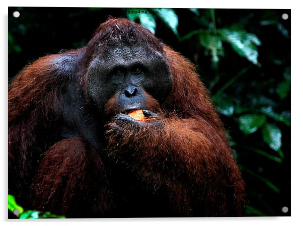  LargeMale Orangutan KNown as George Acrylic by Carole-Anne Fooks