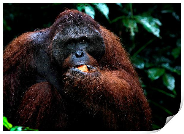  LargeMale Orangutan KNown as George Print by Carole-Anne Fooks
