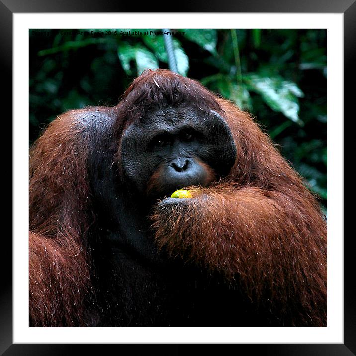 Large Male Orangutan Known as George  Framed Mounted Print by Carole-Anne Fooks