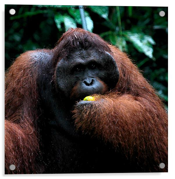 Large Male Orangutan Known as George  Acrylic by Carole-Anne Fooks