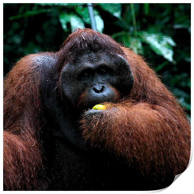 Large Male Orangutan Known as George  Print by Carole-Anne Fooks