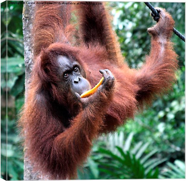  Just Hanging Around, Young Female Orangutan, Born Canvas Print by Carole-Anne Fooks