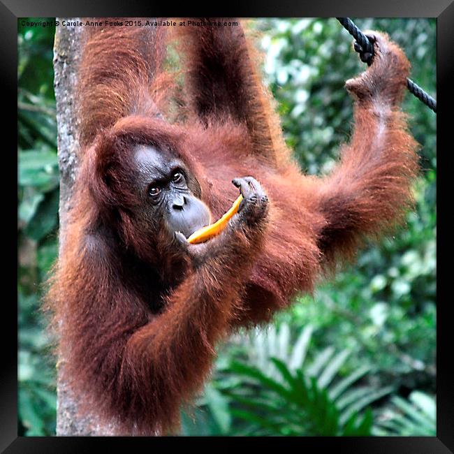  Just Hanging Around, Young Female Orangutan, Born Framed Print by Carole-Anne Fooks