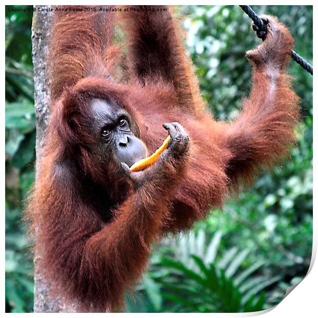 Just Hanging Around, Young Female Orangutan, Born Print by Carole-Anne Fooks