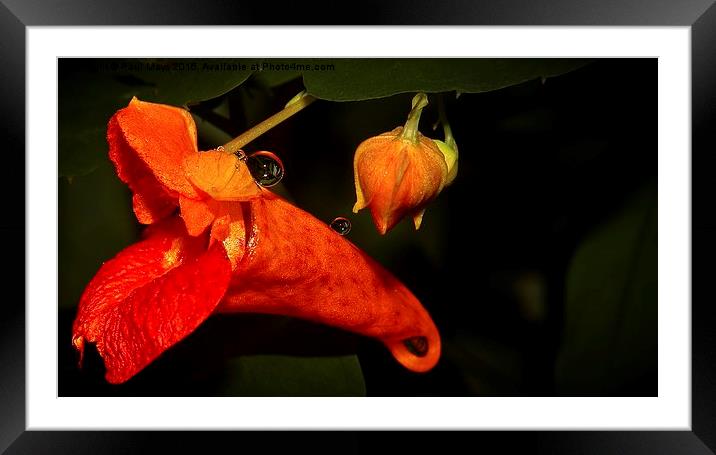  Wild Flower with Drop Framed Mounted Print by Paul Mays