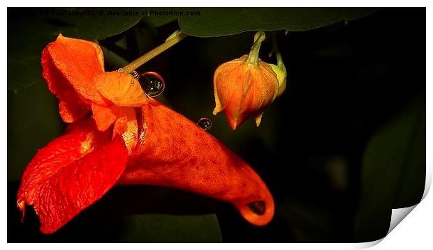  Wild Flower with Drop Print by Paul Mays