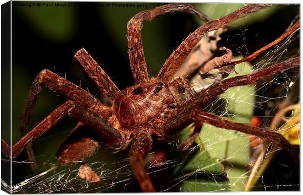  Woodland Spider Canvas Print by Paul Mays