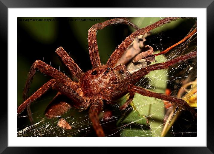  Woodland Spider Framed Mounted Print by Paul Mays