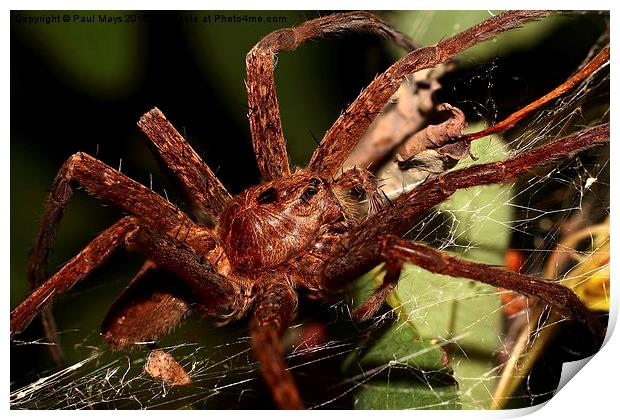 Woodland Spider Print by Paul Mays