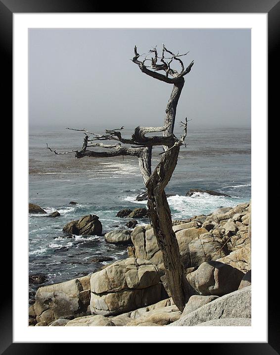 Monterey Cyprus Framed Mounted Print by Nick Minoff