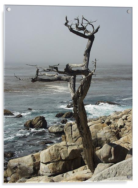 Monterey Cyprus Acrylic by Nick Minoff
