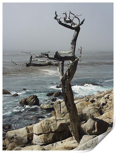 Monterey Cyprus Print by Nick Minoff