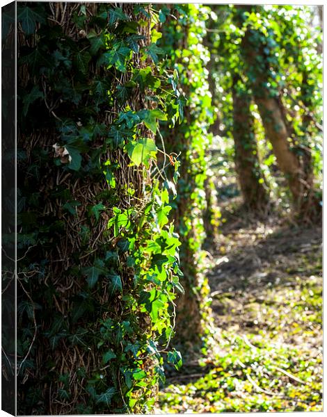 Ivy covered trees in the spring light Canvas Print by Chris Watson