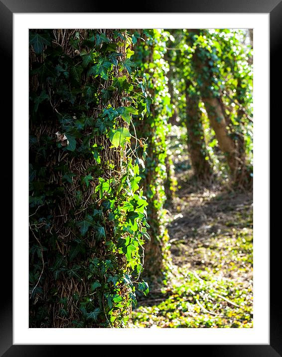 Ivy covered trees in the spring light Framed Mounted Print by Chris Watson