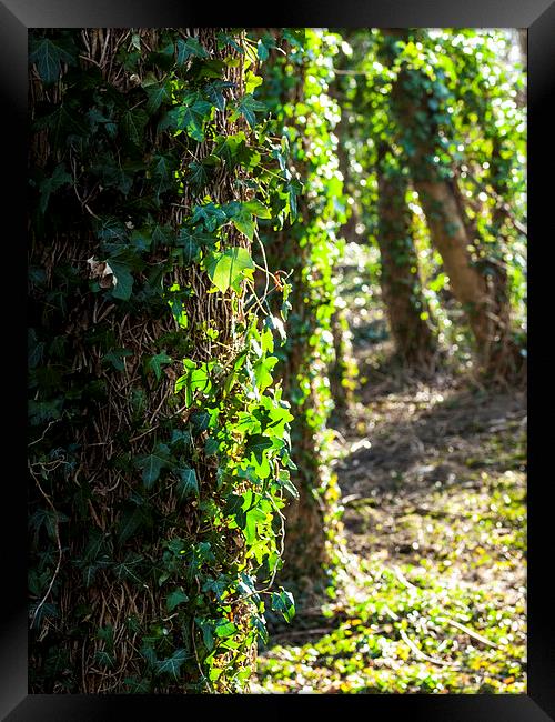 Ivy covered trees in the spring light Framed Print by Chris Watson
