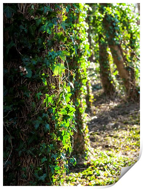 Ivy covered trees in the spring light Print by Chris Watson