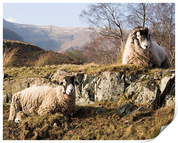  Sheep in the lakes Print by Paul Collis