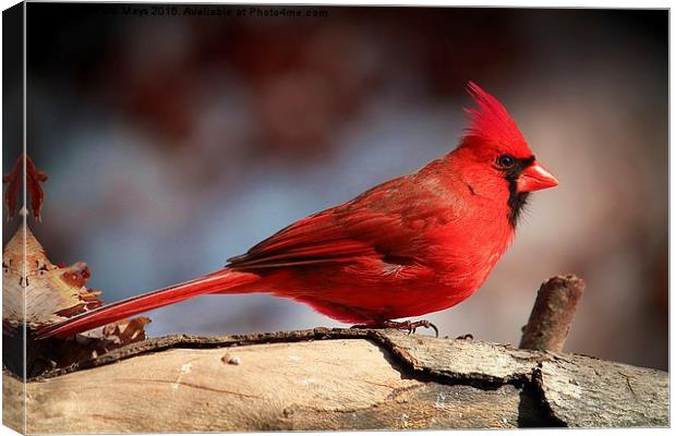  Male Northern Cardinal  Canvas Print by Paul Mays