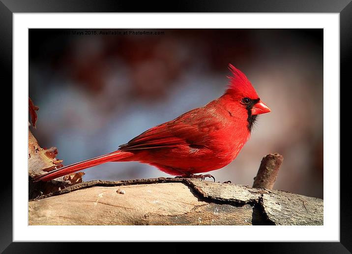  Male Northern Cardinal  Framed Mounted Print by Paul Mays