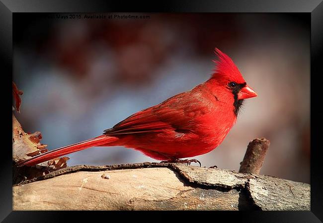  Male Northern Cardinal  Framed Print by Paul Mays