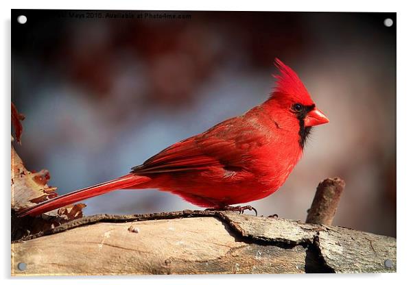  Male Northern Cardinal  Acrylic by Paul Mays