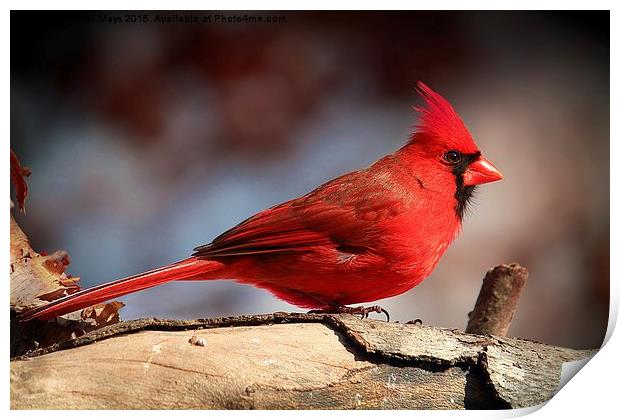  Male Northern Cardinal  Print by Paul Mays