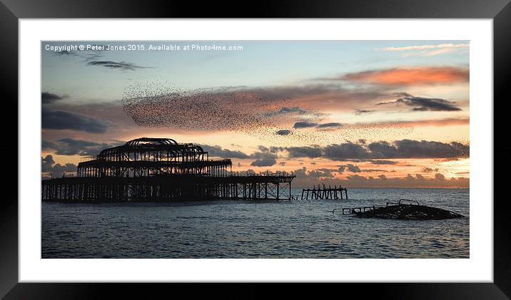 Starling murmuration at sunset. Framed Mounted Print by Peter Jones