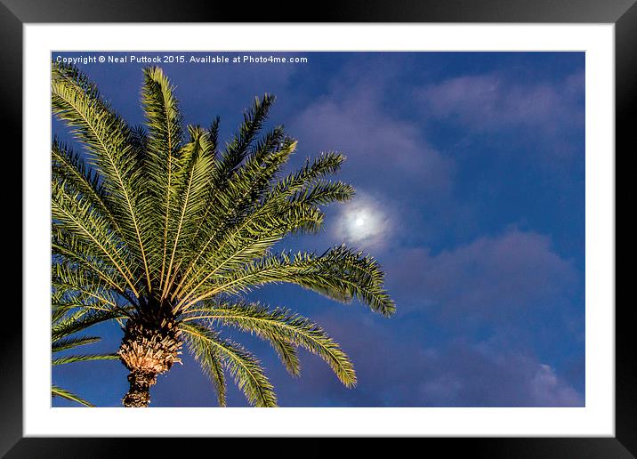  Moon, clouds and Palm Tree Framed Mounted Print by Neal P
