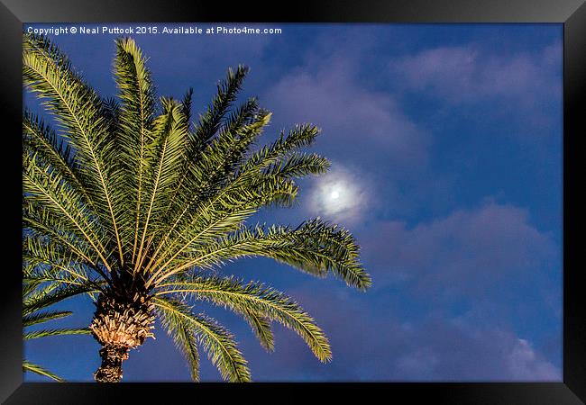  Moon, clouds and Palm Tree Framed Print by Neal P