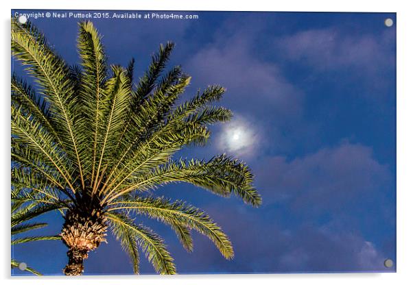 Moon, clouds and Palm Tree Acrylic by Neal P