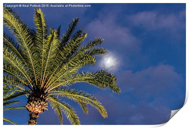  Moon, clouds and Palm Tree Print by Neal P