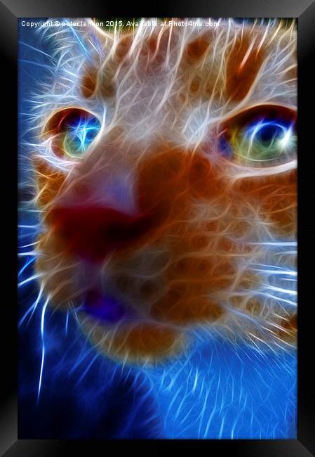  Neon Cat Framed Print by Peter Lennon