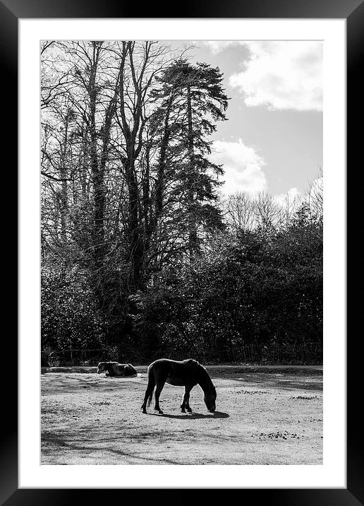 New Forest Silhouette Framed Mounted Print by Malcolm McHugh