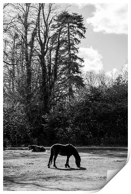 New Forest Silhouette Print by Malcolm McHugh