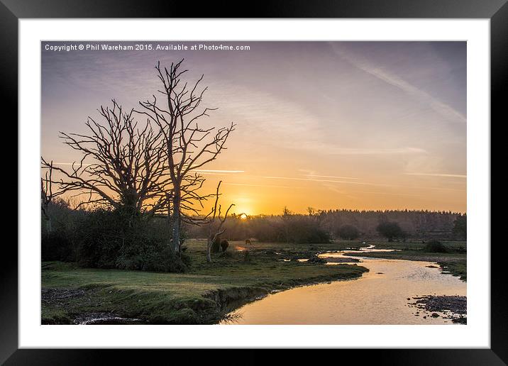  New Forest Sunrise Framed Mounted Print by Phil Wareham