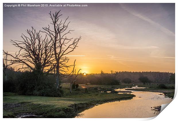  New Forest Sunrise Print by Phil Wareham