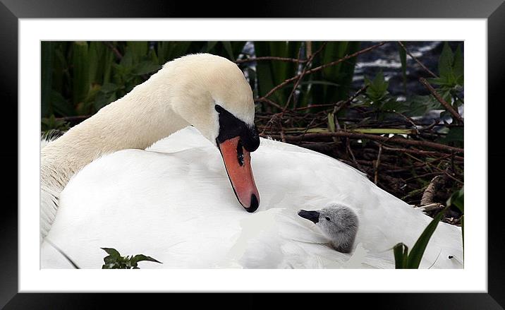 Mother And Child Framed Mounted Print by Trevor White