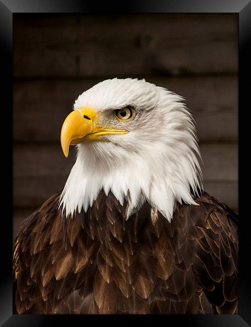 Bald Eagle Framed Print by Chris Watson