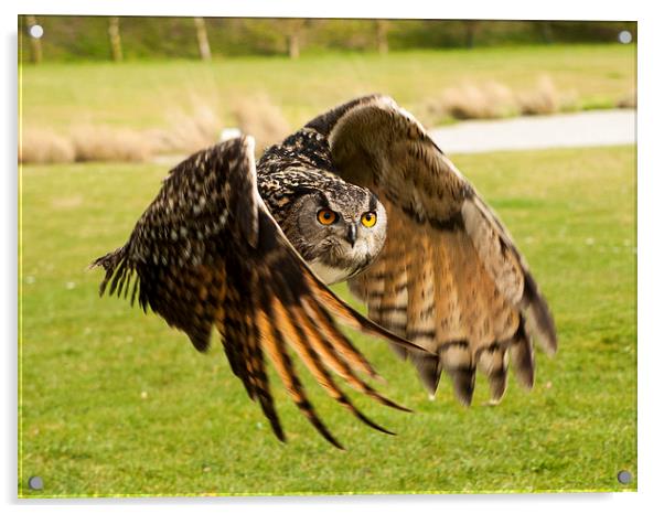 Eagle Owl in Flight Acrylic by Chris Watson