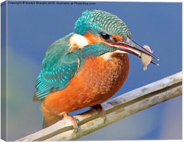  Kingfisher's fish supper Canvas Print by Martyn Wraight