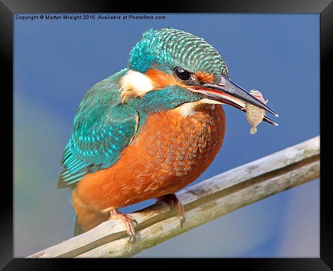  Kingfisher's fish supper Framed Print by Martyn Wraight