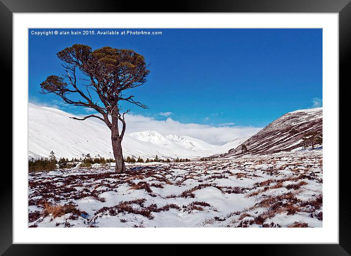  Caledonian Pine Cairengorums Framed Mounted Print by alan bain