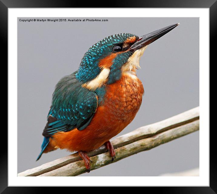 A Kingfisher chilling out perched over Spynie Loc Framed Mounted Print by Martyn Wraight