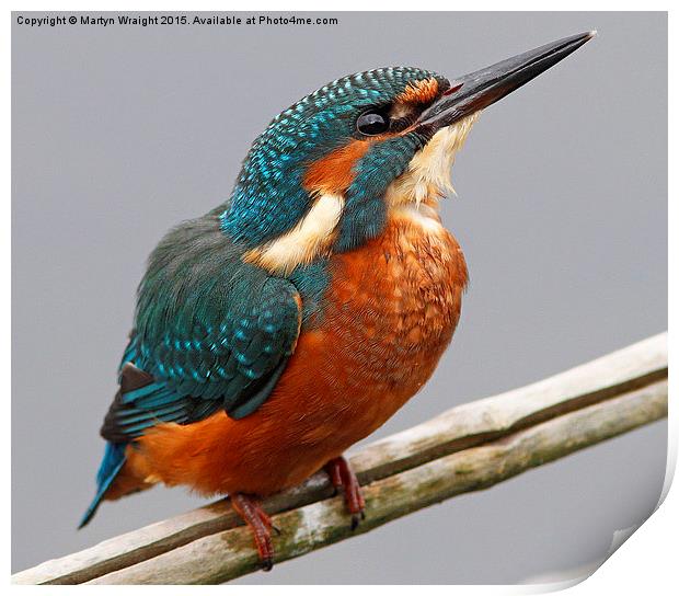  A Kingfisher chilling out perched over Spynie Loc Print by Martyn Wraight