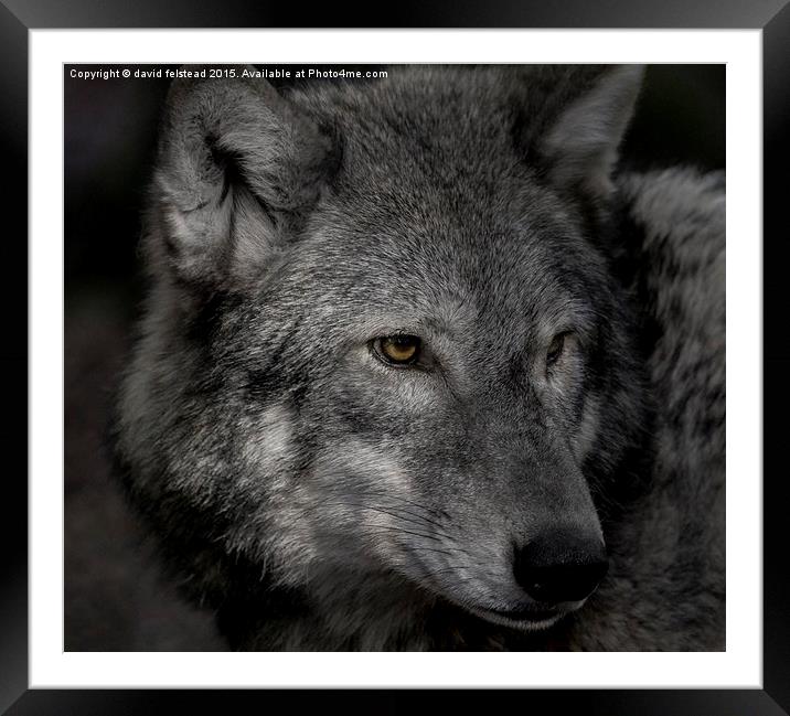 Lone wolf  Framed Mounted Print by david felstead