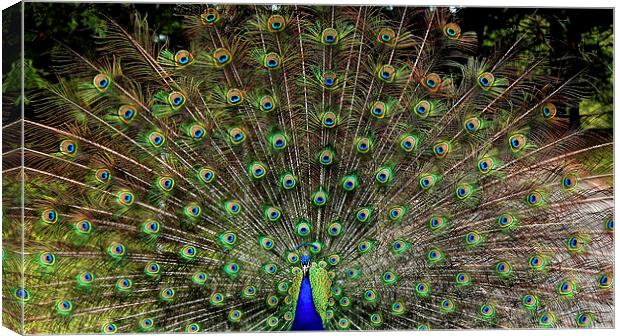  The Peacock Display Canvas Print by Paul Mays