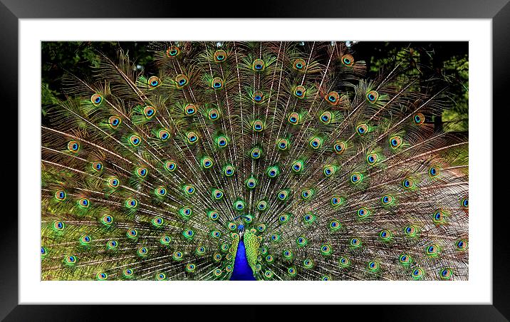  The Peacock Display Framed Mounted Print by Paul Mays