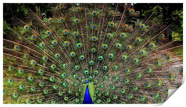 The Peacock Display Print by Paul Mays
