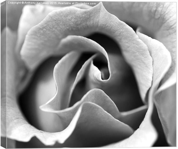  ROSE MACRO BLACK AND WHITE Canvas Print by Anthony Kellaway